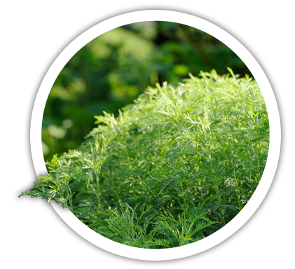 Полин лимонний / Artemisia balchanorum